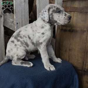 Happy, Great Dane Puppy